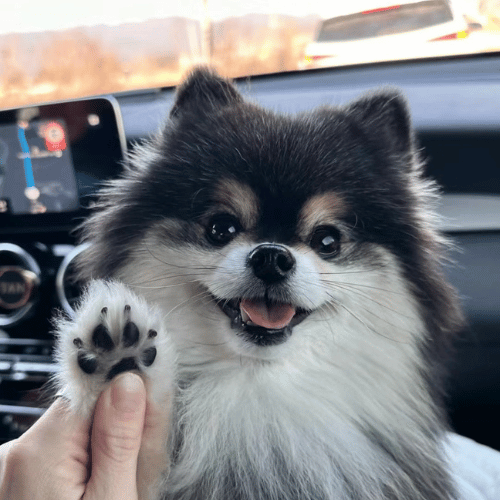 "A black and white Pomeranian dog using its paw to greet, showcasing its friendly and playful nature