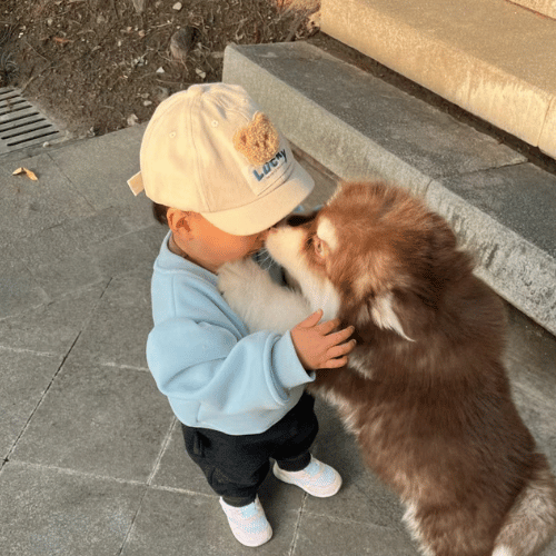 Young child and baby husky playing together in a sunny park, symbolizing the joy and companionship of growing up with pets.