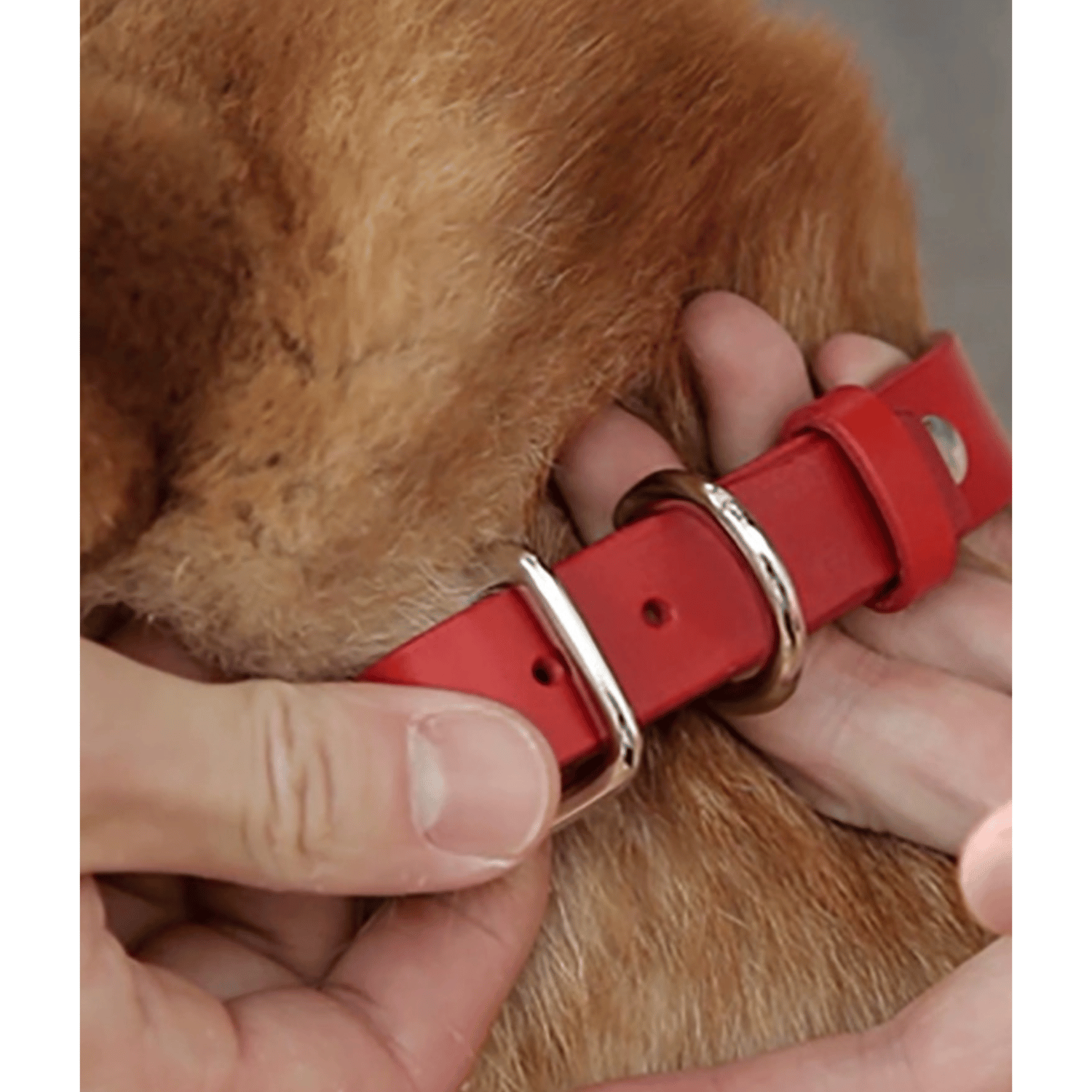 Shiba Inu wearing a Red Smooth Calfskin Leather Dog Collar, highlighting its vibrant color and stylish fit.
