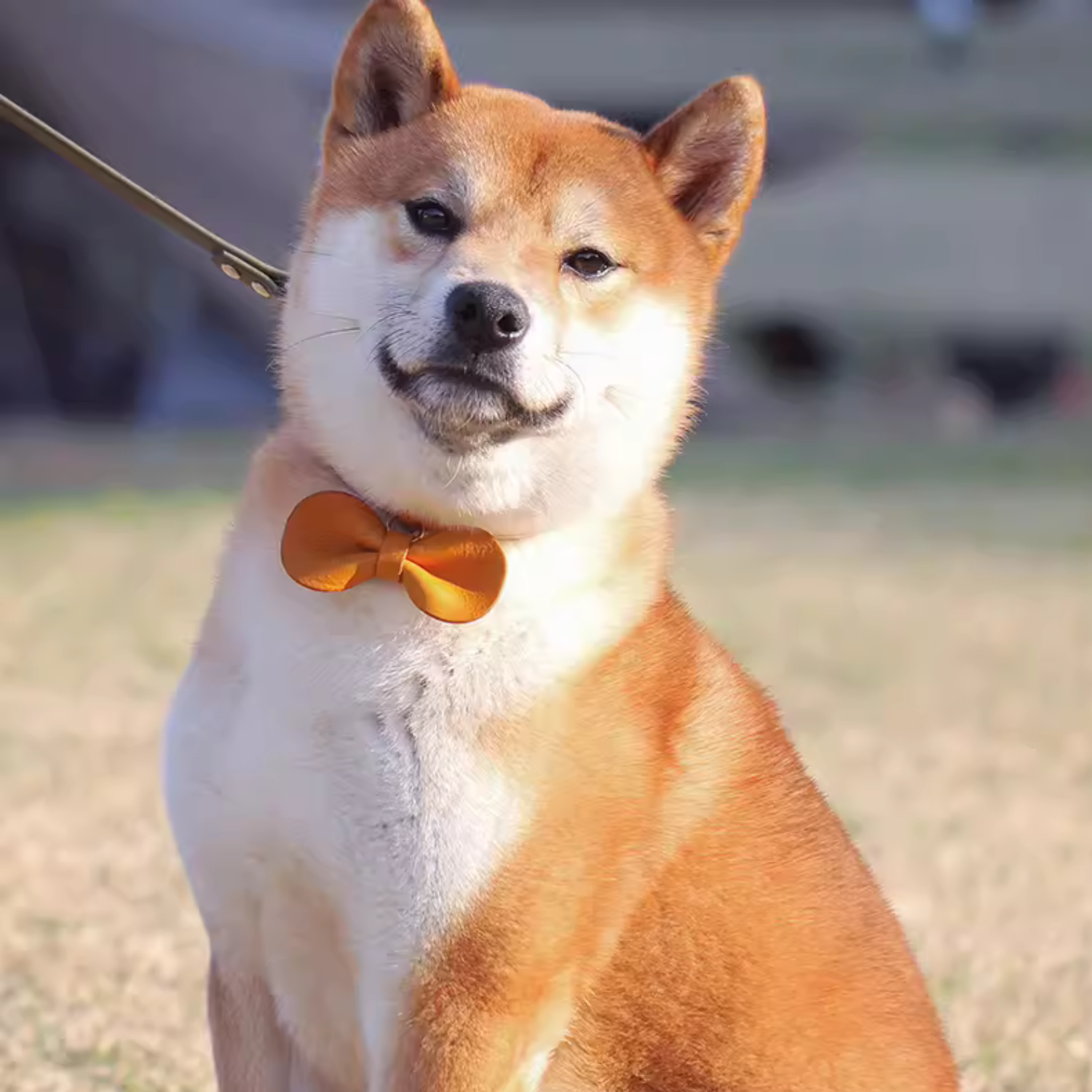 Shiba Inu adorned with a yellow Leather Removable Pet Bowtie from Petcustomi, showcasing its vibrant and playful personality.