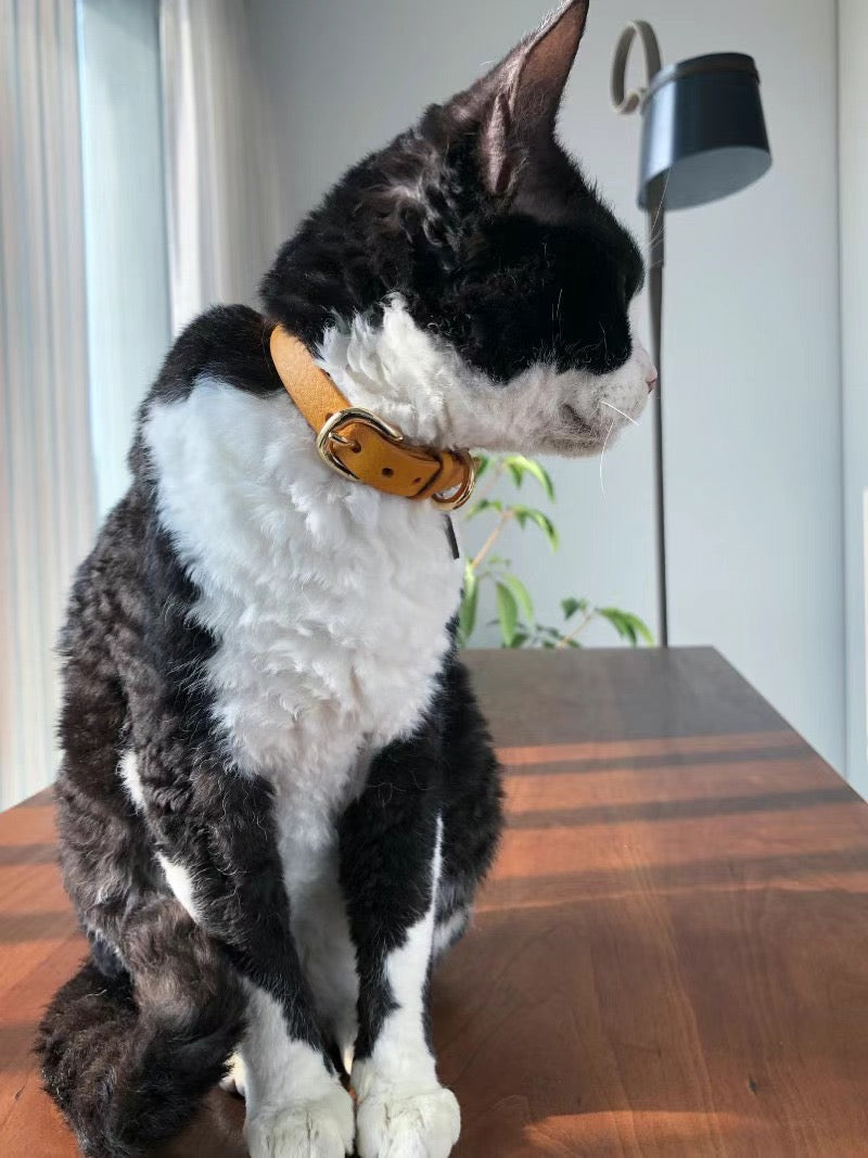 Cat Wearing Yellow Bell of Gold Leather Cat Collar, Looking Elegant