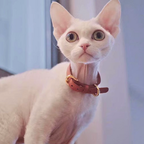 Front view of a Devon Rex cat wearing a stylish red Smooth Calfskin Leather Buckle Cat Collar, highlighting its premium craftsmanship.