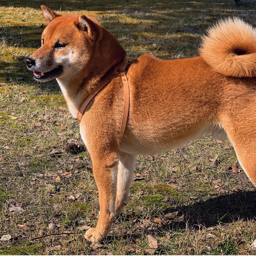 Shiba Inu wearing Natural Color Tailored Nappa Leather Harness Walk Set: See your beloved Shiba Inu strut in style with our natural color harness set, tailored to perfection for a comfortable and secure fit during walks.