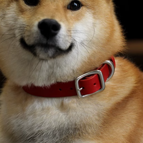 Shiba Inu wearing the Red Smooth Calfskin Leather Dog Collar: Add a pop of color to your Shiba Inu's ensemble with this high-quality leather collar, designed for both comfort and style.