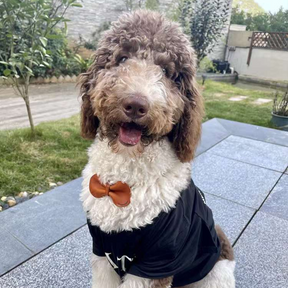 A mixed brown and white poodle happily wearing a brown bowtie in the park.