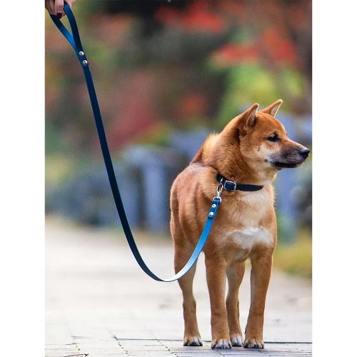 Shiba Inu wearing Blue Nappa Leather Dog Leash and Smooth Calfskin Leather Dog Collar - Fashionable Outdoor Gear