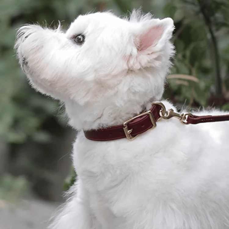 Vintage Smooth Calfskin Leather Dog Collar