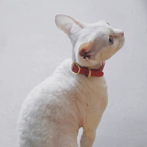 Devon Rex cat wearing a red Smooth Calfskin Leather Buckle Cat Collar, shown from the backside view.
