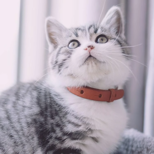 Adorable grey and white American Shorthair sporting our PetCustomi's red Bell of Gold Leather Cat Collar