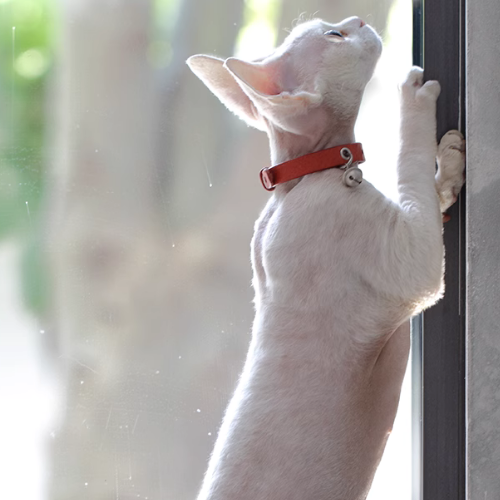 A cute white Devon Rex wearing our Petcustomi's red collar with a silver bell, climbing the door. Bell of Gold Leather Cat Collars.