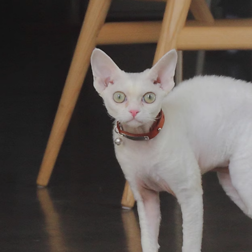 Adorable white Devon Rex cat wearing our PetCustomi's red collar with silver bell, gazing ahead in the living room. Bell of Gold Leather Cat Collars.