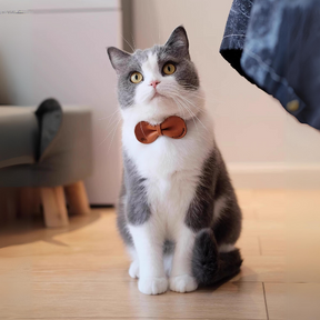 A grey and white British Shorthair cat wearing the brown Leather Removable Pet Bowtie.