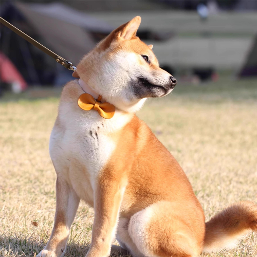 Shiba Inu wearing a yellow Leather Removable Pet Bowtie, looking left in the park.