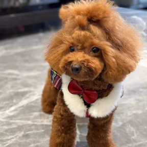 A furry brown poodle wearing a stylish red Leather Removable Pet Bowtie